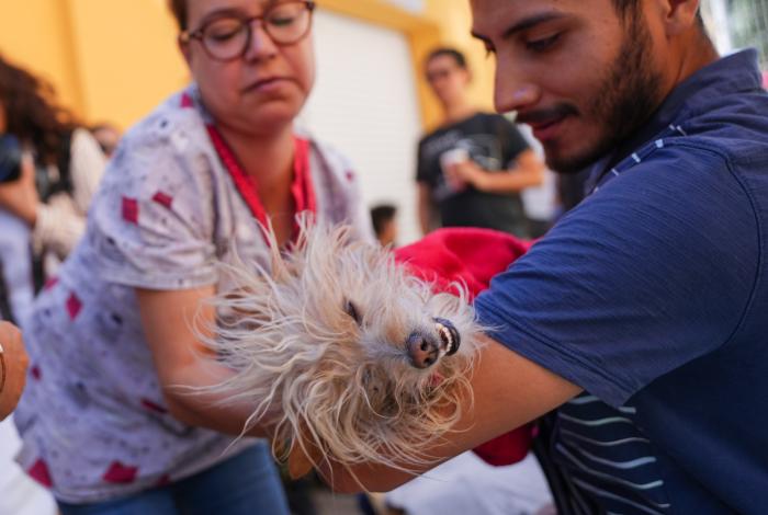 Lluvias y calor incrementan maltrato contra animales en Morelia