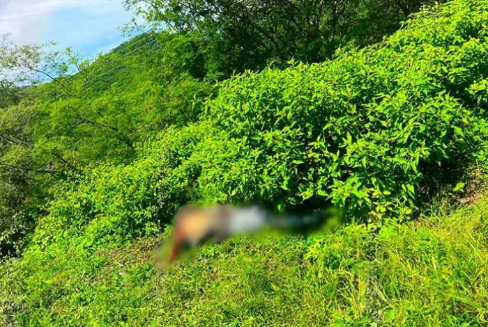 Localizan el cuerpo de un hombre asesinado junto a una carretera de Carácuaro