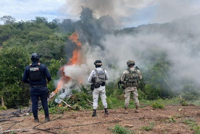 Localizan y destruyen plantío de mari huana en Lázaro Cárdenas