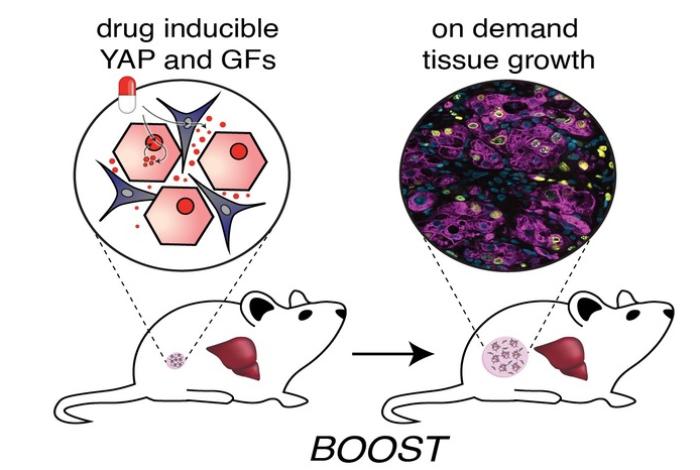 Logran cultivar tejido hepático sano en un organismo, el primer paso para futuras terapias