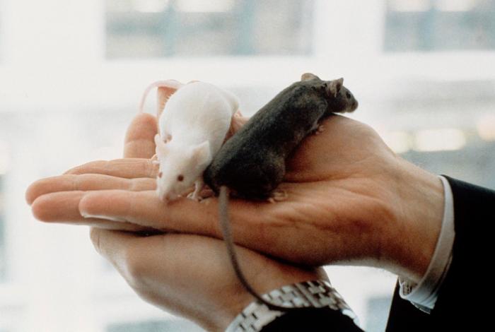 Logran rejuvenecer en ratones el sistema inmunitario con un innovador enfoque