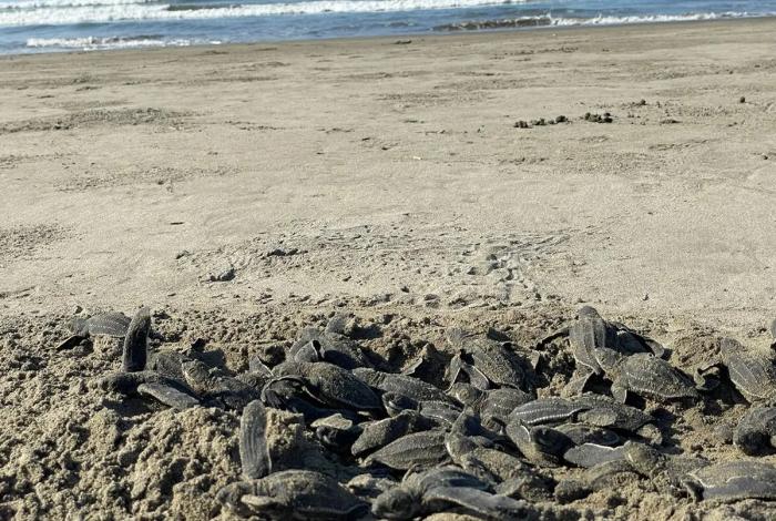Logro para la naturaleza, temporada 2025 romperá récord de liberaciones de tortuga marina