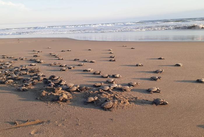 Logro para la naturaleza, temporada 2025 romperá récord de liberaciones de tortuga marina: Compesca