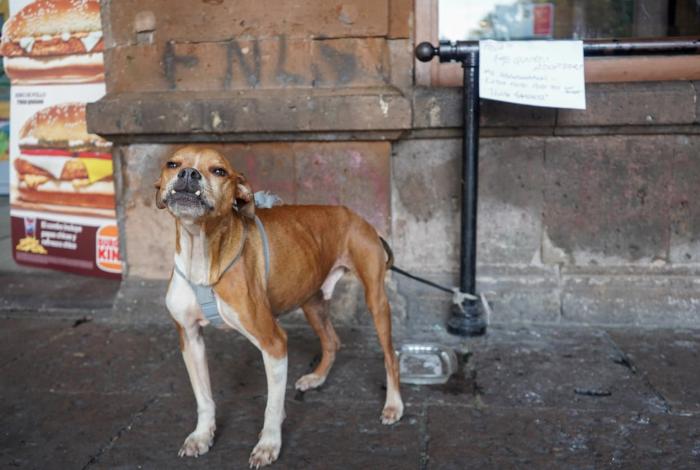 Lomito con mucho colmillo busca ser adoptado en Los Portales