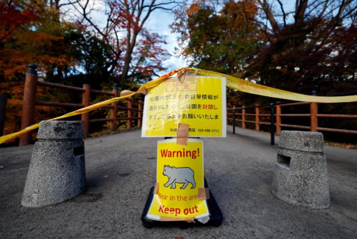 Los ataques de osos en Japón alcanzan un récord en 5 años con 196 heridos y 13 muertos