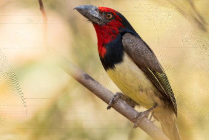 Los episodios de calor extremo son la principal amenaza para las aves
