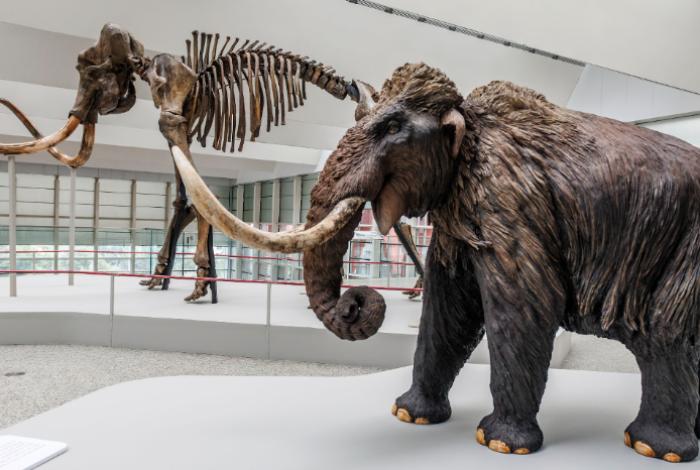 Los grandes dinosaurios y los mamuts eran más lentos de lo que se creía, según un estudio