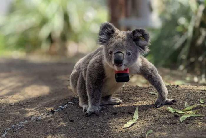 Los koalas solo pasan 10 minutos al día en el suelo, y es cuando la mayoría muere