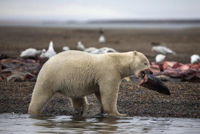 Los osos polares comienzan a adaptar su dieta debido a cambios climáticos