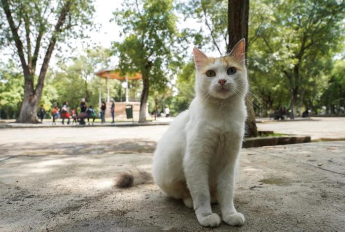 Los refugiados del Bosque Cuauhtémoc: Día del Gato en Morelia