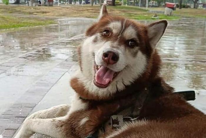 Lucas, primer perro que gana una pensión alimenticia en Tabasco