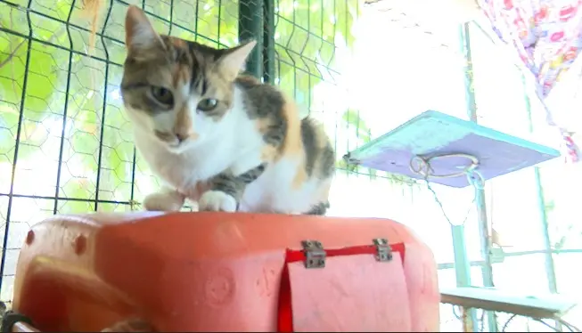 Maltrato animal: un problema que afecta a perros sin hogar