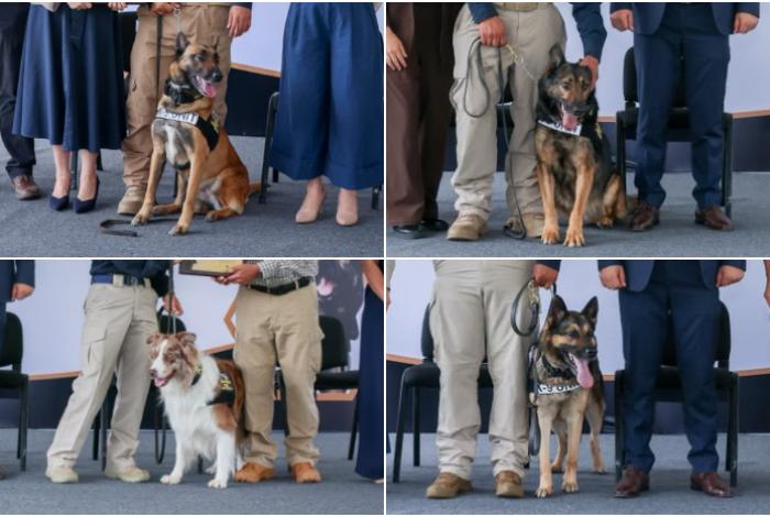 Manchas, Mamba, Jerry, Balaz y Chewbacca, agentes caninos de la FGE, reciben su jubilación