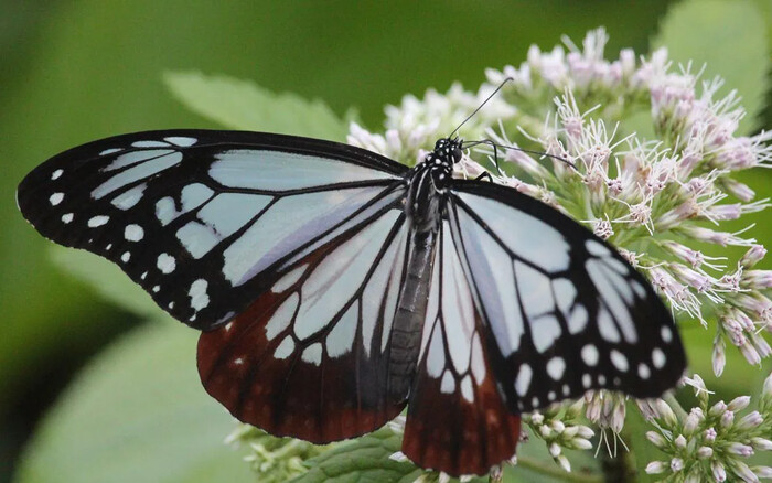  Mariposa Tigre Castaño rompe Récord de Migración: recorre 3,000 km de Japón a Hong Kong