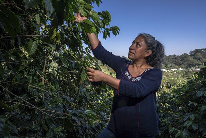 Más de 1.1 millones de indígenas y afromexicanos reciben apoyos de Producción para el Bienestar