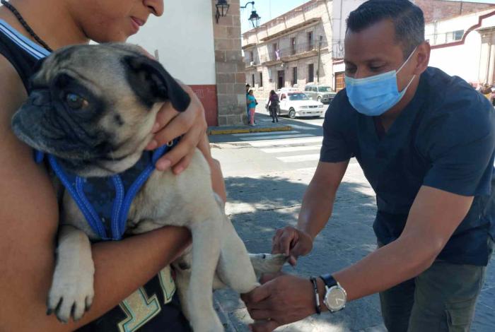  Más de 300 mil mascotas protegidas contra la rabia durante 2025: SSM