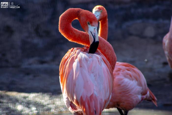 Más de 70 flamencos engalanan el Zoológico de Morelia ¡Ve a conocerlos!
