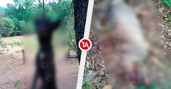Matan a machetazos y cuelgan a perritos en Áporo; animalistas exigen justicia
