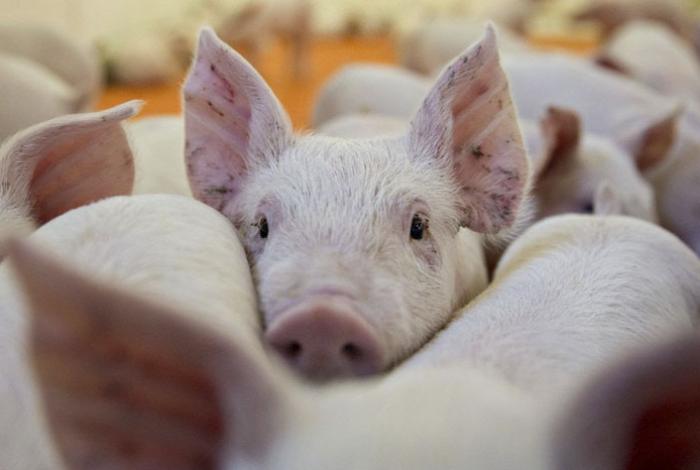 México, Argentina y Colombia entre países que bloquean la importación de cerdo español