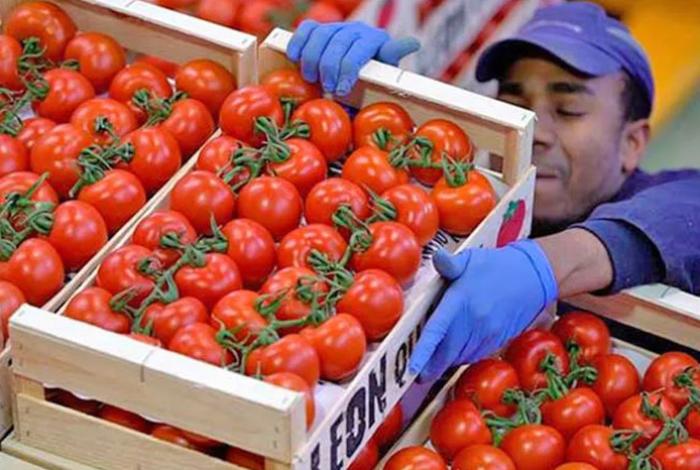 México rechaza decisión de EUA de reactivar la cuota “injusta” del 17 % al tomate
