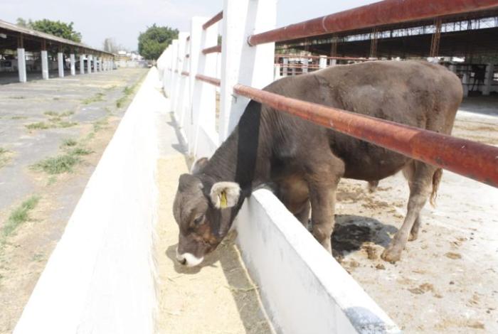 México, sin fecha para reinicio de exportaciones de ganado a EUA por plaga