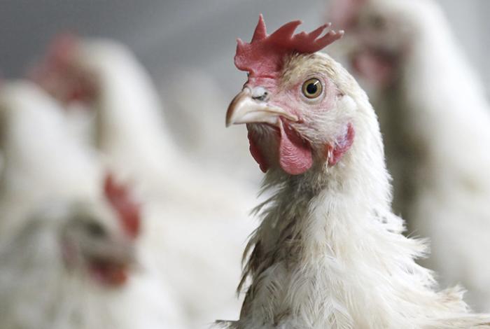 México suspende importación de productos avícolas de Brasil por alerta de influenza aviar