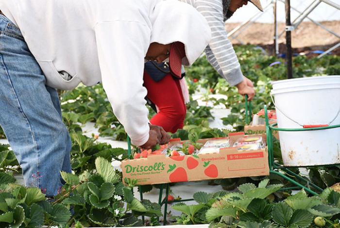 México trabaja para aumentar la exportación de frutas y hortalizas a Canadá