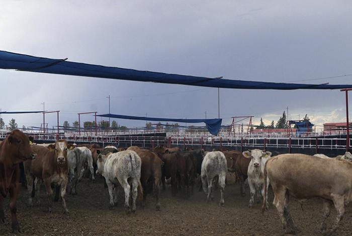México y EE.UU. suspenden intercambio de animales vivos por gusano barrenador