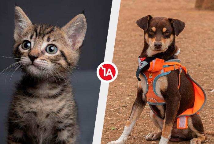 Michis buscan Karen’s responsables; lomitos quieren amor en feria de adopción, en Morelia