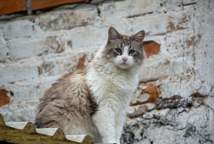 Michis ferales, el maullido del abandono