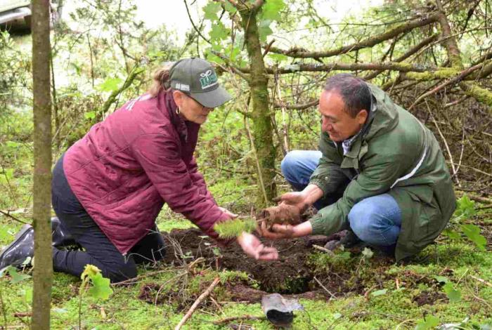 Michoacán alcanza meta histórica con más de 10 millones de árboles plantados en 2025