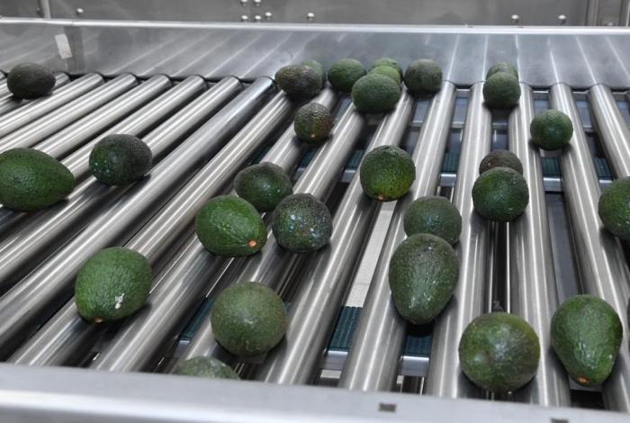 Michoacán cosechó un millón 460 mil toneladas de aguacate