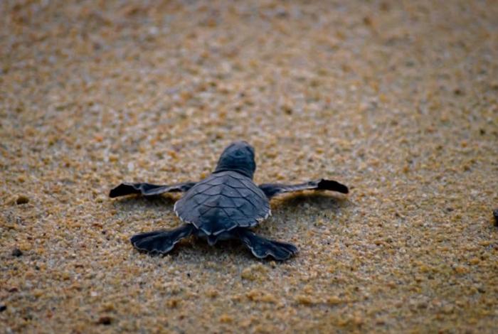Michoacán, el hogar que eligen tres especies de tortugas marinas