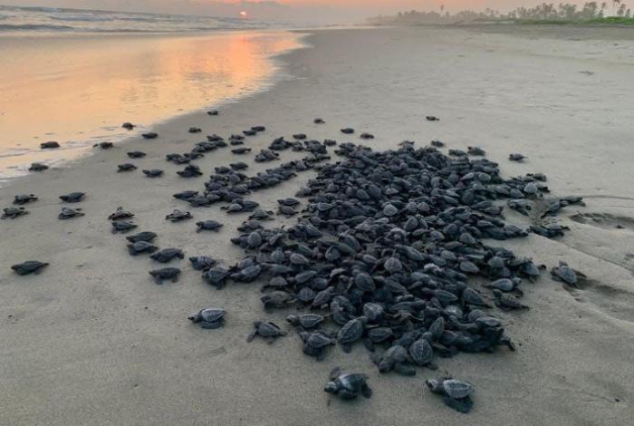 Michoacán está listo para el arribo de miles de tortugas marinas