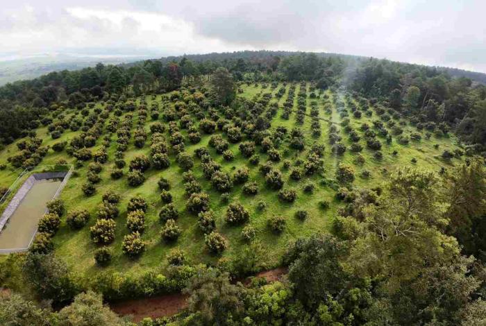 Michoacán expondrá avances del Guardián Forestal en Brasil: Secma