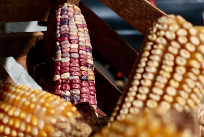 Michoacán liderará el programa piloto nacional para producir maíz sustentable