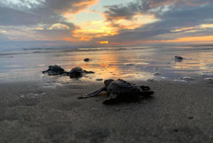 Michoacán: nacen 6.7 millones de tortugas en la costa, esta temporada