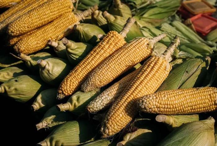 Michoacán publica mecánica operativa del apoyo complementario al precio del maíz