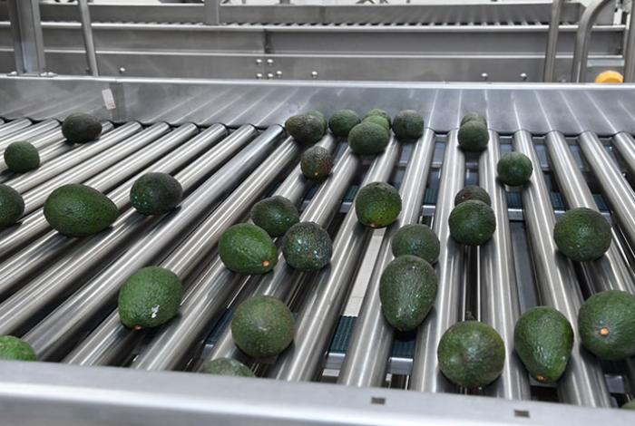 Michoacán reafirma liderato agroexportador; registró 1,289 mdd en el tercer trimestre