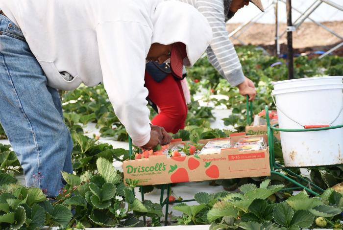 Michoacán se reafirma como líder agroexportador; registró 1,289 mdd en el tercer trimestre: Sedeco