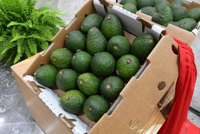 Michoacán va por la protección total de su aguacate: Sedeco