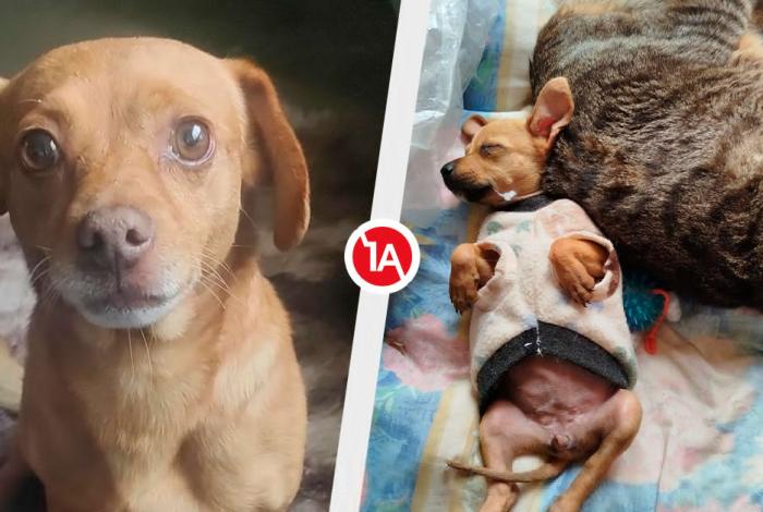 Michoacán vivirá un fin de semana animalista: ferias de adopción, vacunas y esterilizaciones