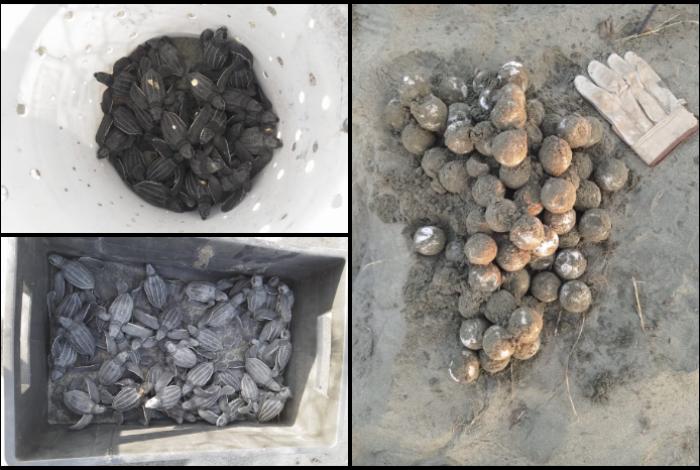 Miles de tortugas negra, golfina y laúd nacieron en las costas michoacanas y son liberadas en 25 santuarios