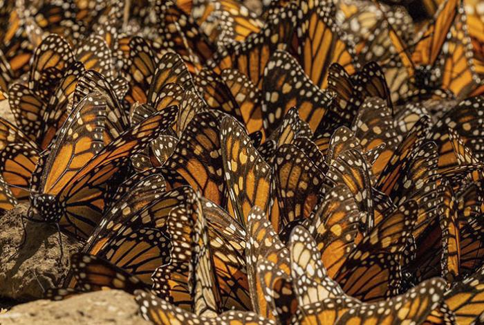 Millones de mariposas monarcas regresan a Michoacán junto al enigma de su migración