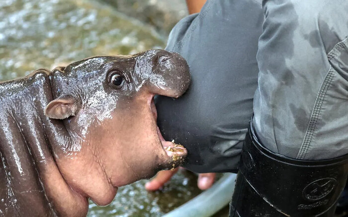 Moo Deng, la bebé hipopótamo, cumple 3 meses