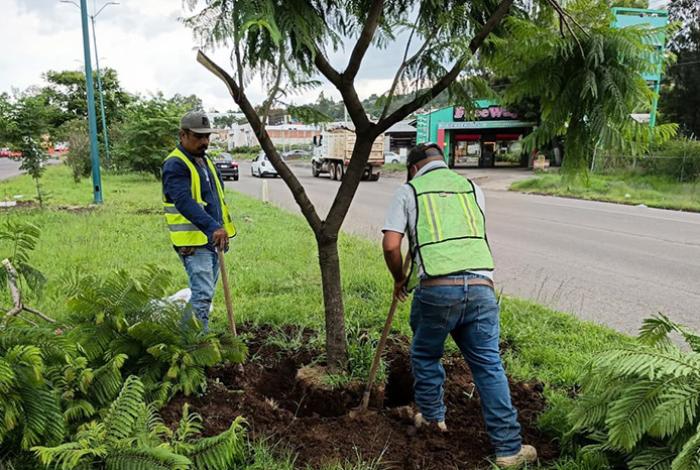 Morebús fortalece la compensación ambiental con la replantación de 50 árboles
