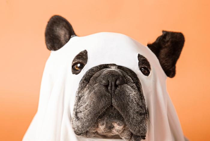 Morelia se llenará de huellitas fantasmales en concurso de disfraces canino