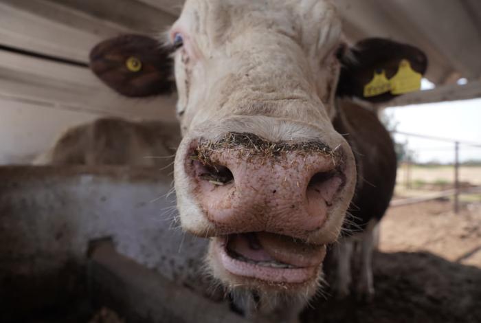 Morelia suma tres casos de gusano barrenador en ganado