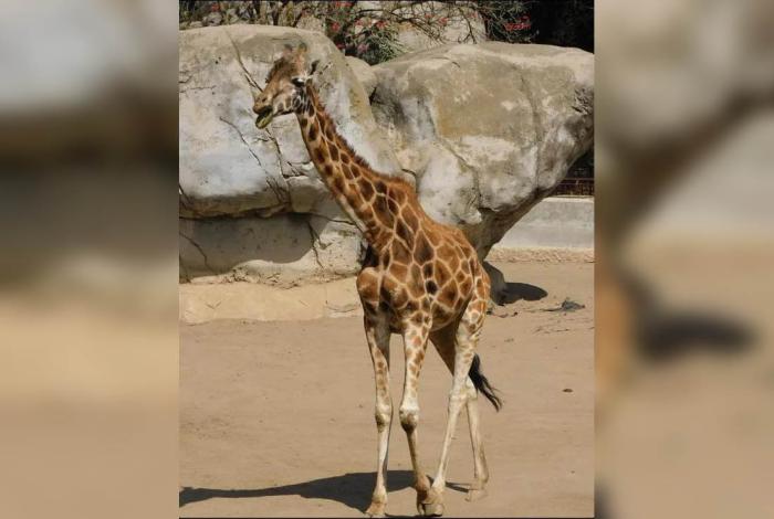 Muere ‘Fortunata’, la jirafa más longeva de CDMX; madre y abuela de varias generaciones
