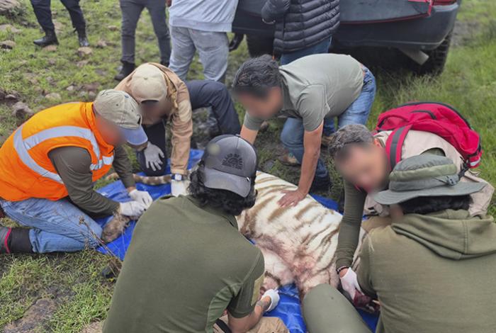 Muere tras operativo de rescate “Kenzo”, tigre que escapó de un refugio en EdoMex